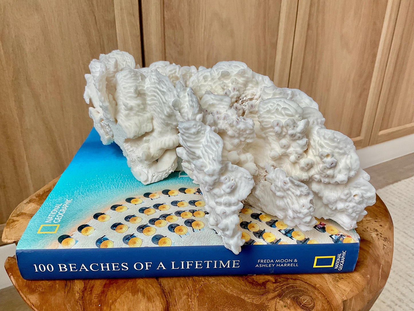 Exquisite 11.5" Natural RUGOSA CORAL Fossil Lucite Display Specimen Sculpture Ocean Art Decorative Coastal Beach Home Décor Wedding Gift