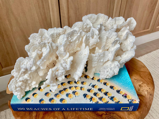 Exquisite 11.5" Natural RUGOSA CORAL Fossil Lucite Display Specimen Sculpture Ocean Art Decorative Coastal Beach Home Décor Wedding Gift