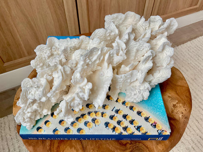 Exquisite 11.5" Natural RUGOSA CORAL Fossil Lucite Display Specimen Sculpture Ocean Art Decorative Coastal Beach Home Décor Wedding Gift