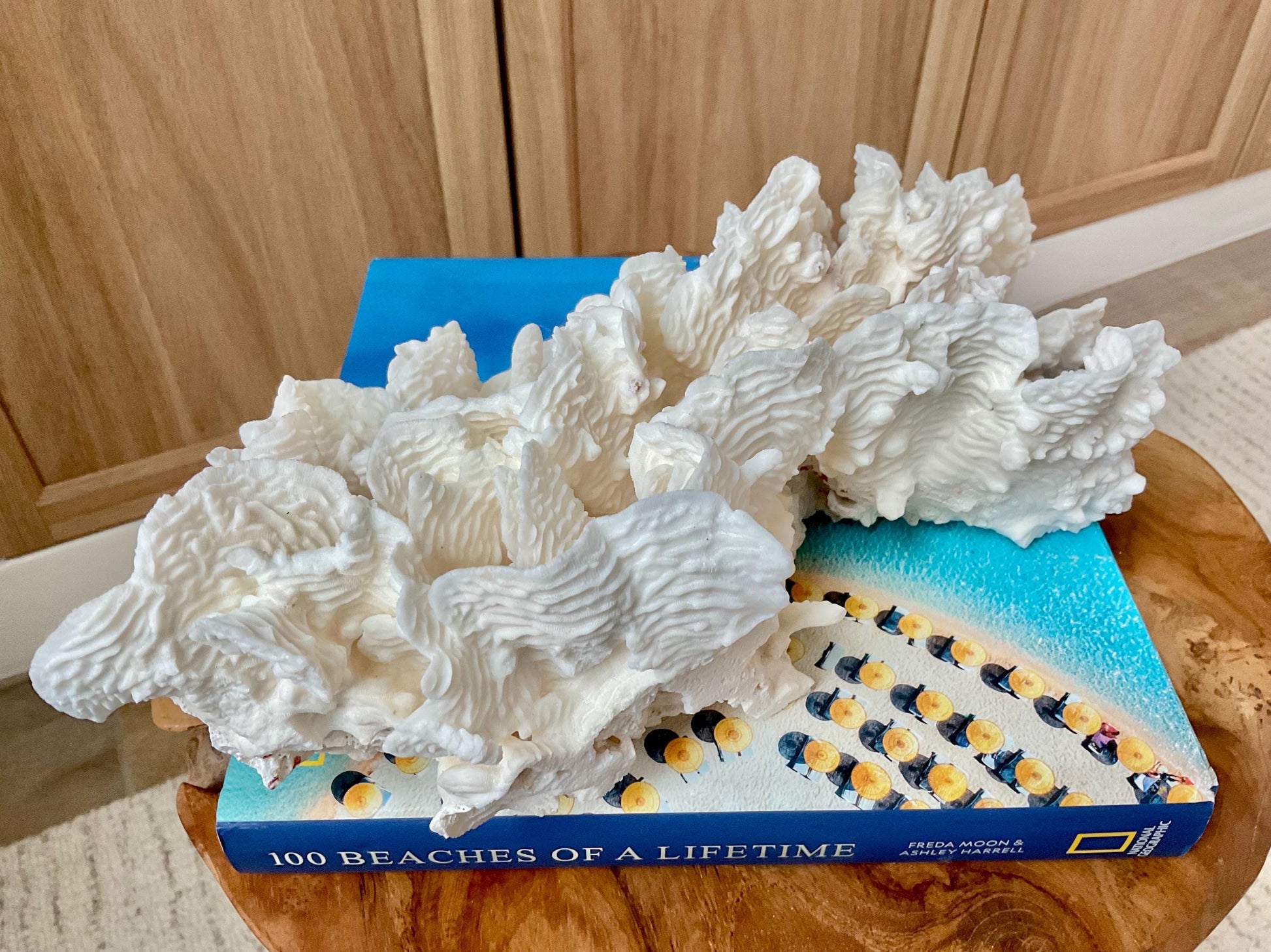 Exquisite 11.5" Natural RUGOSA CORAL Fossil Lucite Display Specimen Sculpture Ocean Art Decorative Coastal Beach Home Décor Wedding Gift