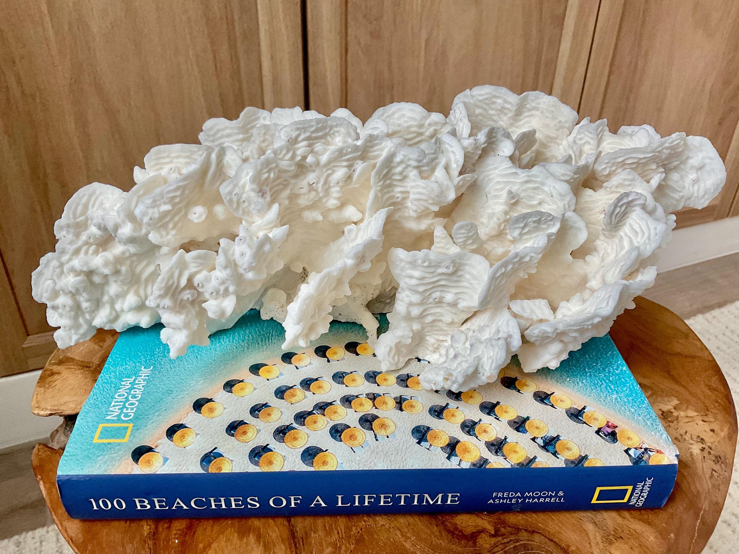 Exquisite 11.5" Natural RUGOSA CORAL Fossil Lucite Display Specimen Sculpture Ocean Art Decorative Coastal Beach Home Décor Wedding Gift