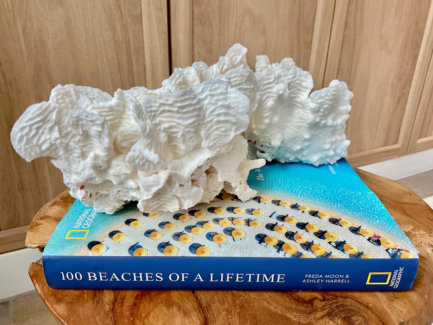 Exquisite 11.5" Natural RUGOSA CORAL Fossil Lucite Display Specimen Sculpture Ocean Art Decorative Coastal Beach Home Décor Wedding Gift