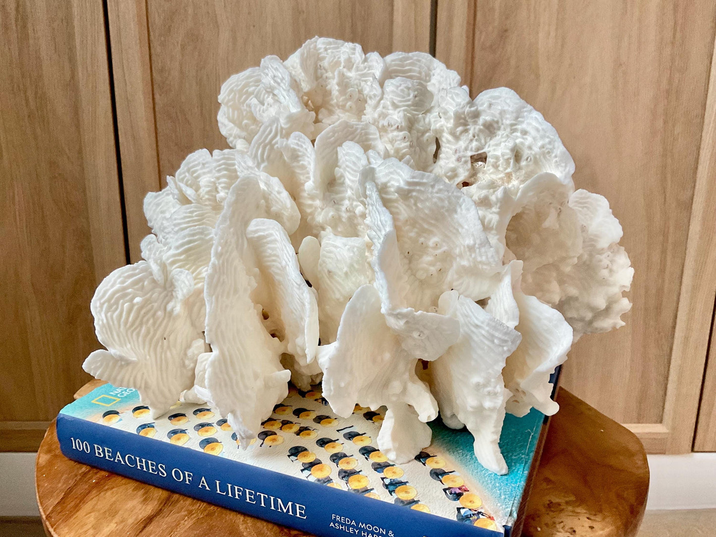 Stunning12" Natural RUGOSA CORAL Fossil Lucite Display Specimen Sculpture Ocean Art Decorative Coastal Beach Home Décor Wedding Gift