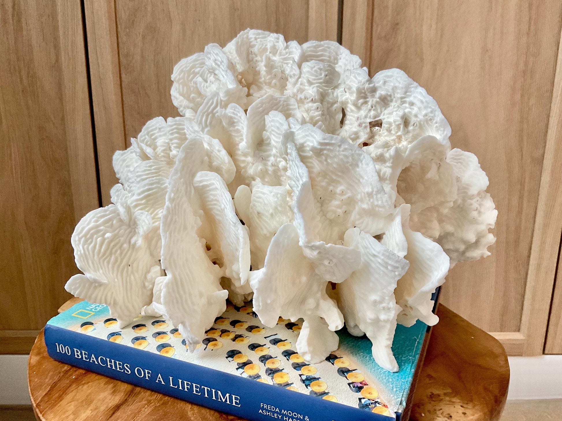 Stunning12" Natural RUGOSA CORAL Fossil Lucite Display Specimen Sculpture Ocean Art Decorative Coastal Beach Home Décor Wedding Gift