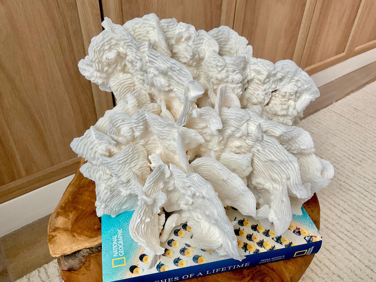 Stunning12" Natural RUGOSA CORAL Fossil Lucite Display Specimen Sculpture Ocean Art Decorative Coastal Beach Home Décor Wedding Gift