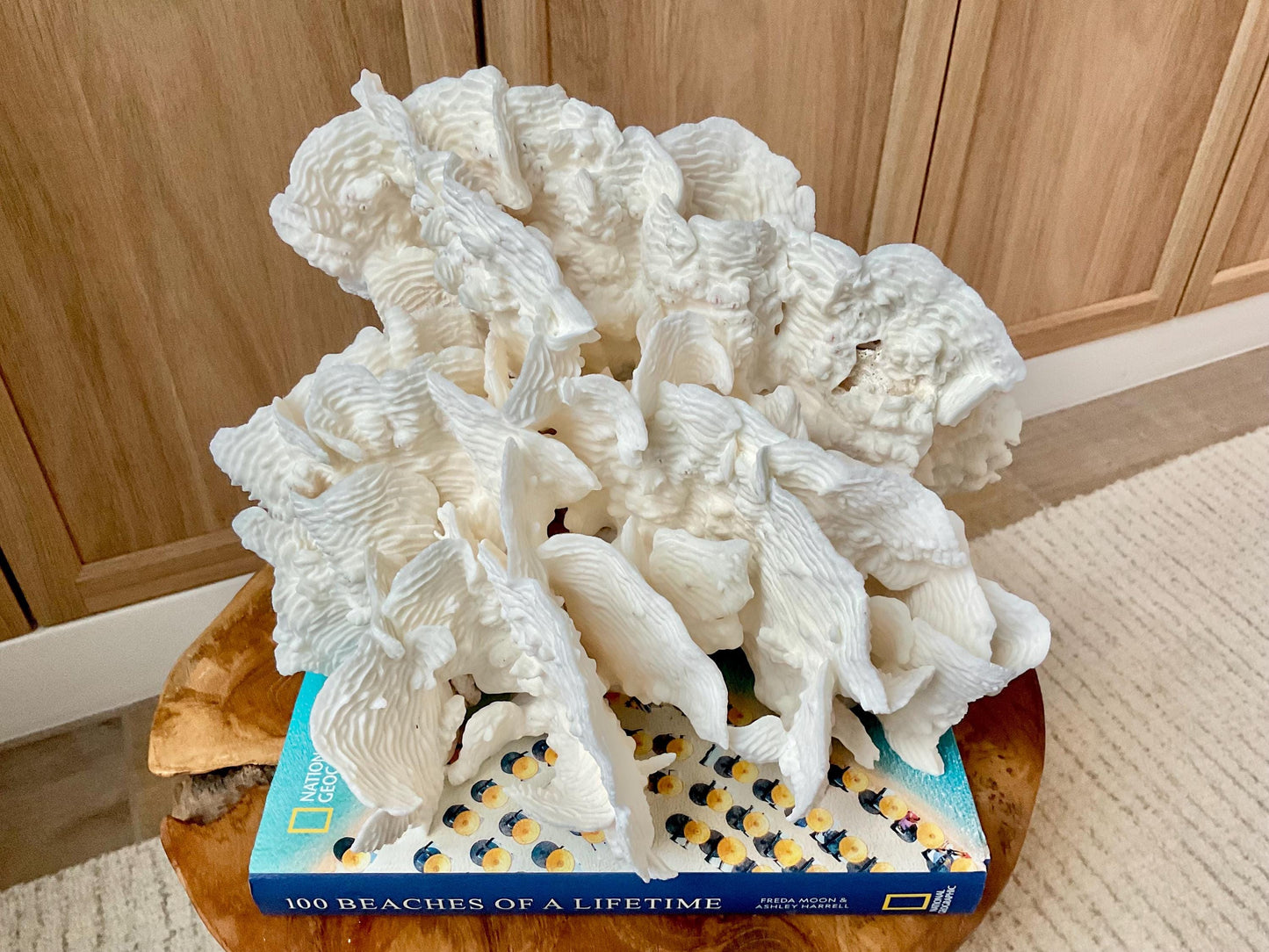 Stunning12" Natural RUGOSA CORAL Fossil Lucite Display Specimen Sculpture Ocean Art Decorative Coastal Beach Home Décor Wedding Gift