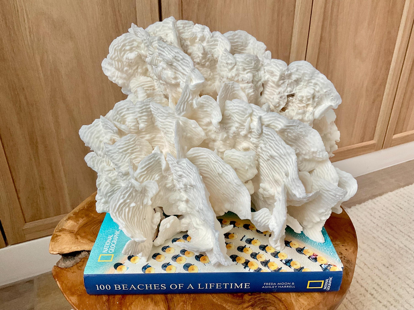 Stunning12" Natural RUGOSA CORAL Fossil Lucite Display Specimen Sculpture Ocean Art Decorative Coastal Beach Home Décor Wedding Gift