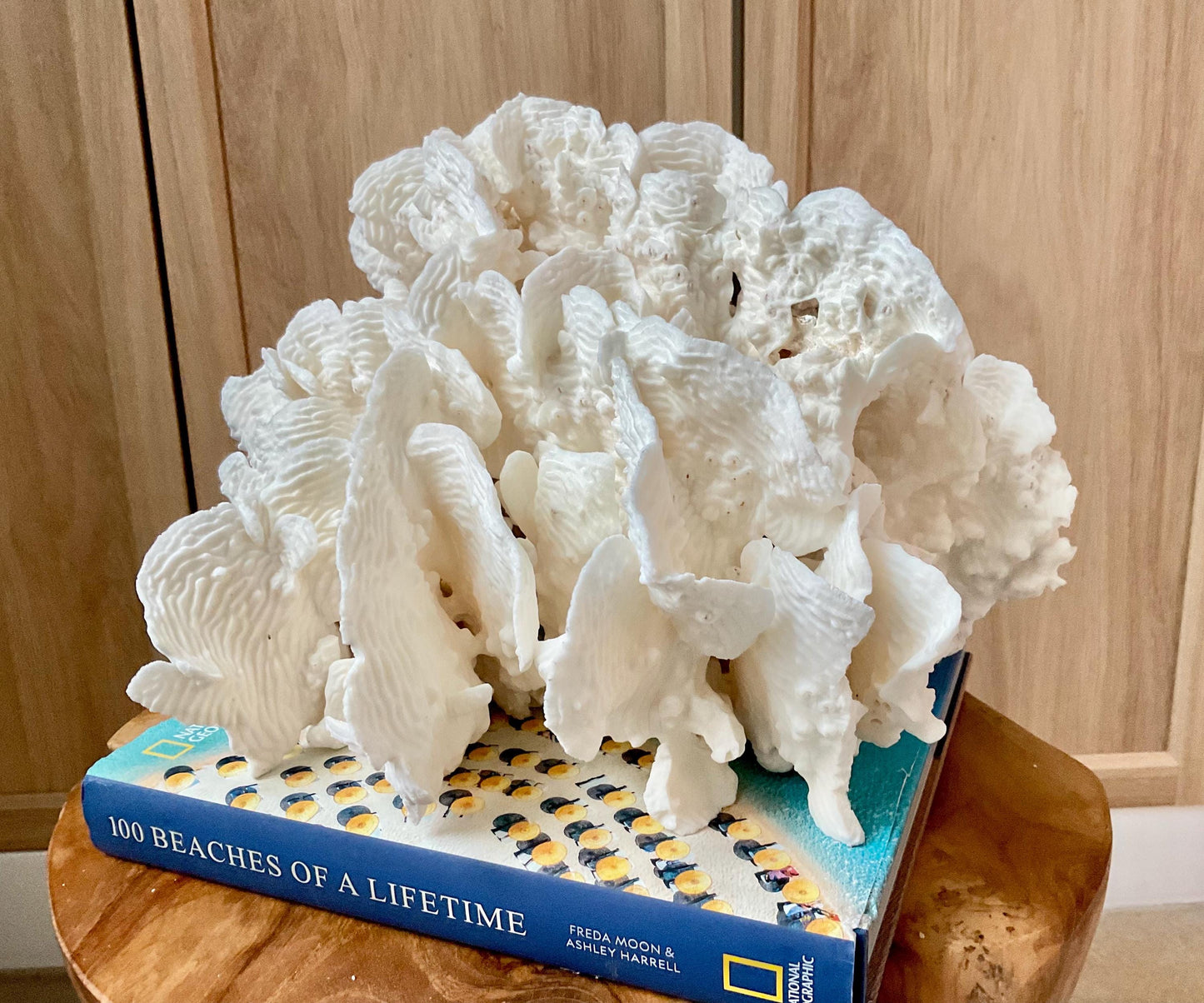 Stunning12" Natural RUGOSA CORAL Fossil Lucite Display Specimen Sculpture Ocean Art Decorative Coastal Beach Home Décor Wedding Gift