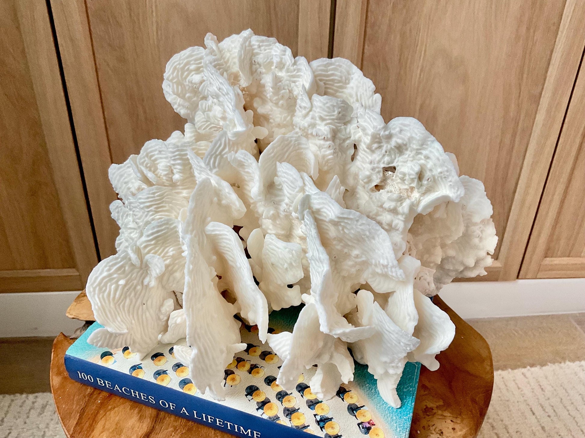 Stunning12" Natural RUGOSA CORAL Fossil Lucite Display Specimen Sculpture Ocean Art Decorative Coastal Beach Home Décor Wedding Gift