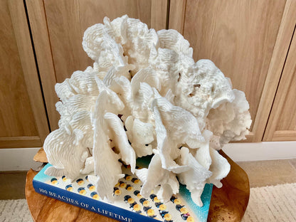 Stunning12" Natural RUGOSA CORAL Fossil Lucite Display Specimen Sculpture Ocean Art Decorative Coastal Beach Home Décor Wedding Gift