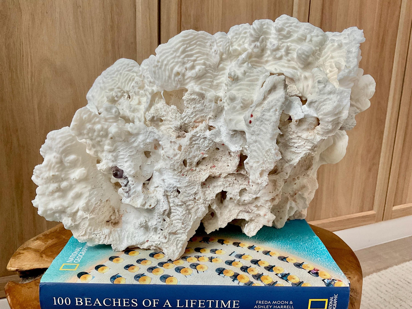 Stunning12" Natural RUGOSA CORAL Fossil Lucite Display Specimen Sculpture Ocean Art Decorative Coastal Beach Home Décor Wedding Gift
