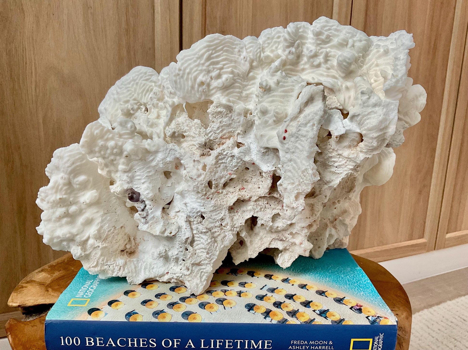 Stunning12" Natural RUGOSA CORAL Fossil Lucite Display Specimen Sculpture Ocean Art Decorative Coastal Beach Home Décor Wedding Gift