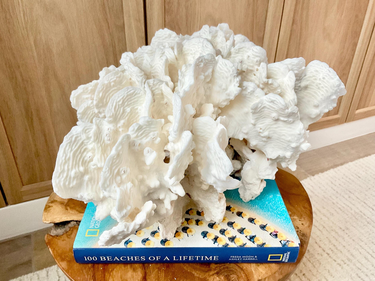Spectacular 12.5" Natural RUGOSA CORAL Fossil Lucite Display Specimen Sculpture Ocean Art Decorative Coastal Beach Home Décor Wedding Gift