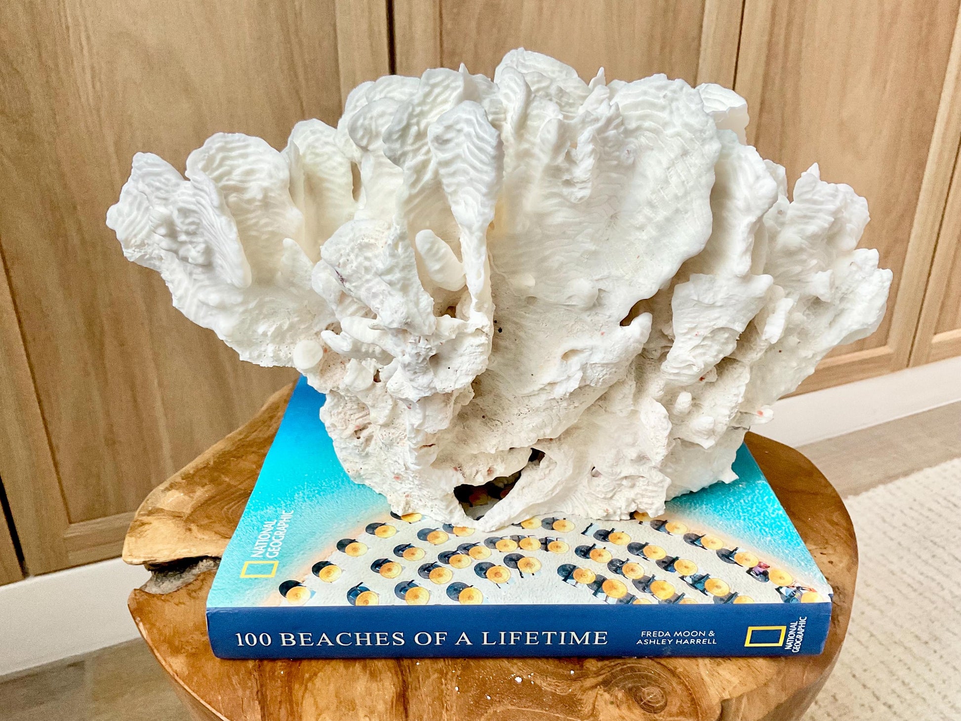 Spectacular 12.5" Natural RUGOSA CORAL Fossil Lucite Display Specimen Sculpture Ocean Art Decorative Coastal Beach Home Décor Wedding Gift
