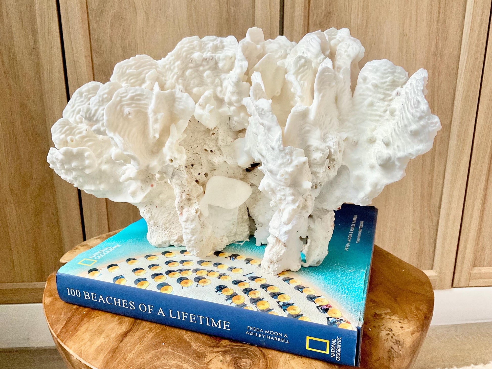 Spectacular 12.5" Natural RUGOSA CORAL Fossil Lucite Display Specimen Sculpture Ocean Art Decorative Coastal Beach Home Décor Wedding Gift