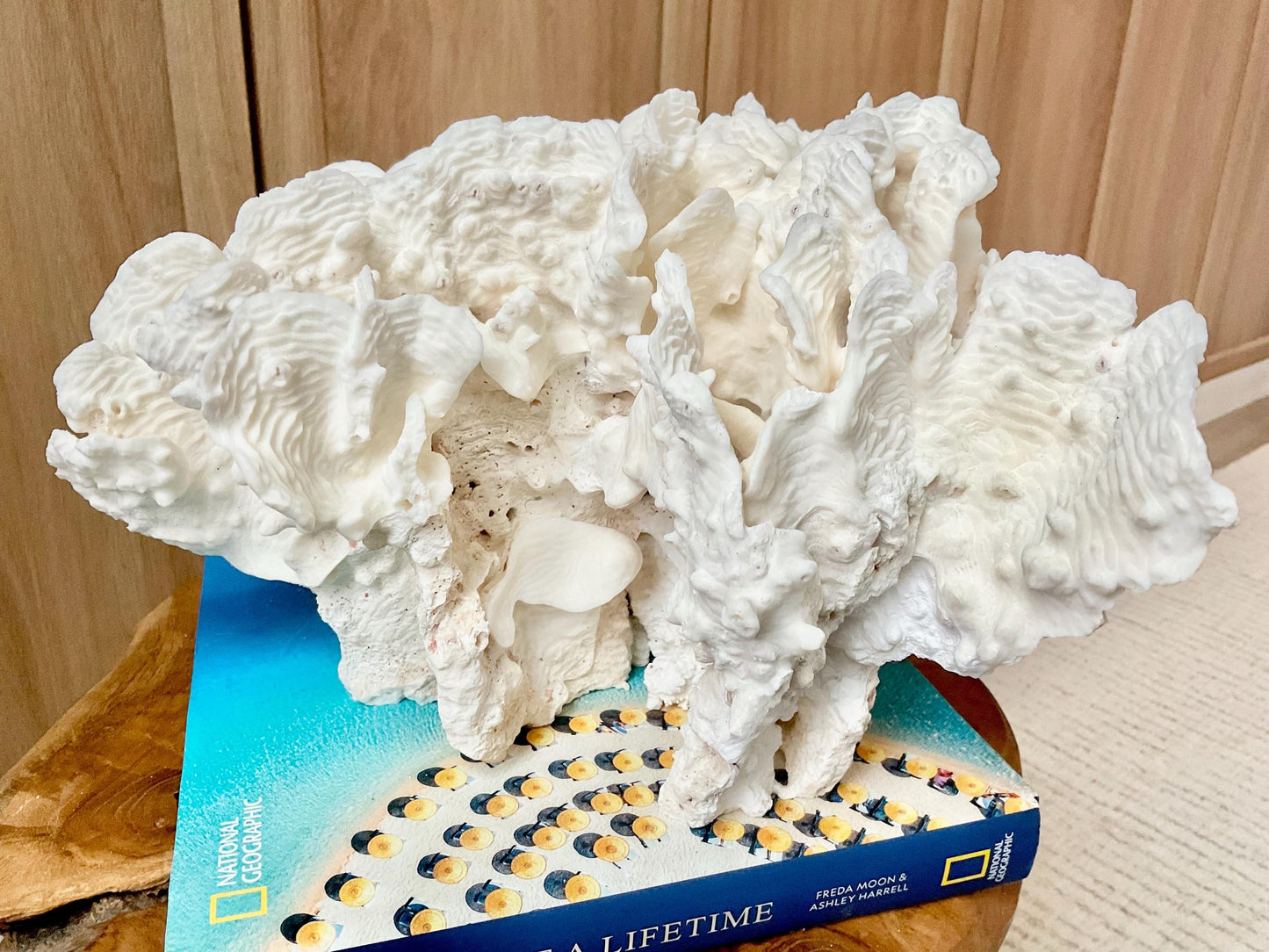 Spectacular 12.5" Natural RUGOSA CORAL Fossil Lucite Display Specimen Sculpture Ocean Art Decorative Coastal Beach Home Décor Wedding Gift