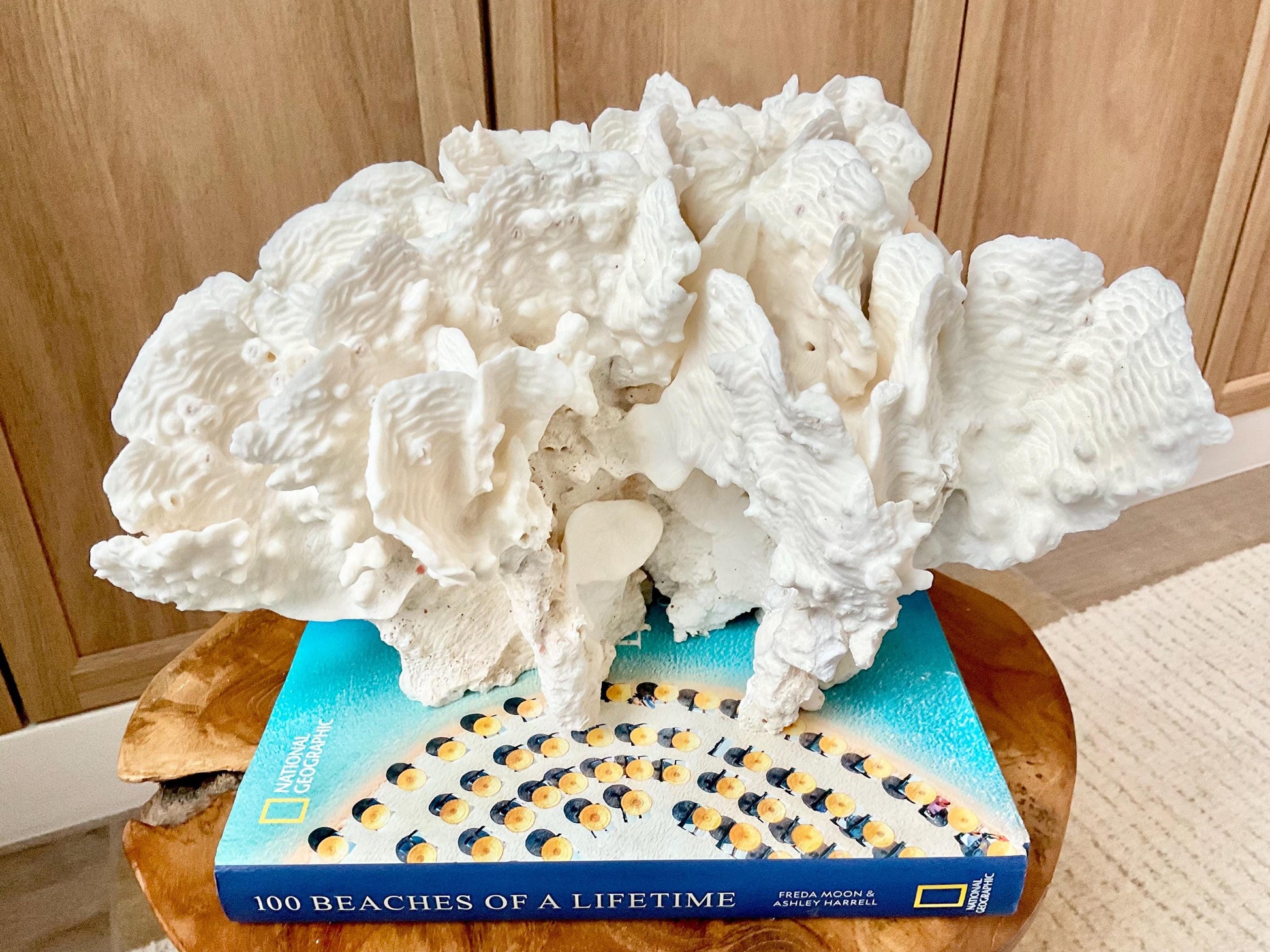 Spectacular 12.5" Natural RUGOSA CORAL Fossil Lucite Display Specimen Sculpture Ocean Art Decorative Coastal Beach Home Décor Wedding Gift