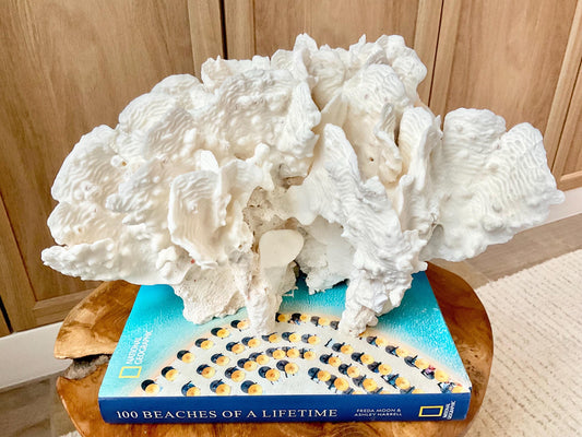 Spectacular 12.5" Natural RUGOSA CORAL Fossil Lucite Display Specimen Sculpture Ocean Art Decorative Coastal Beach Home Décor Wedding Gift