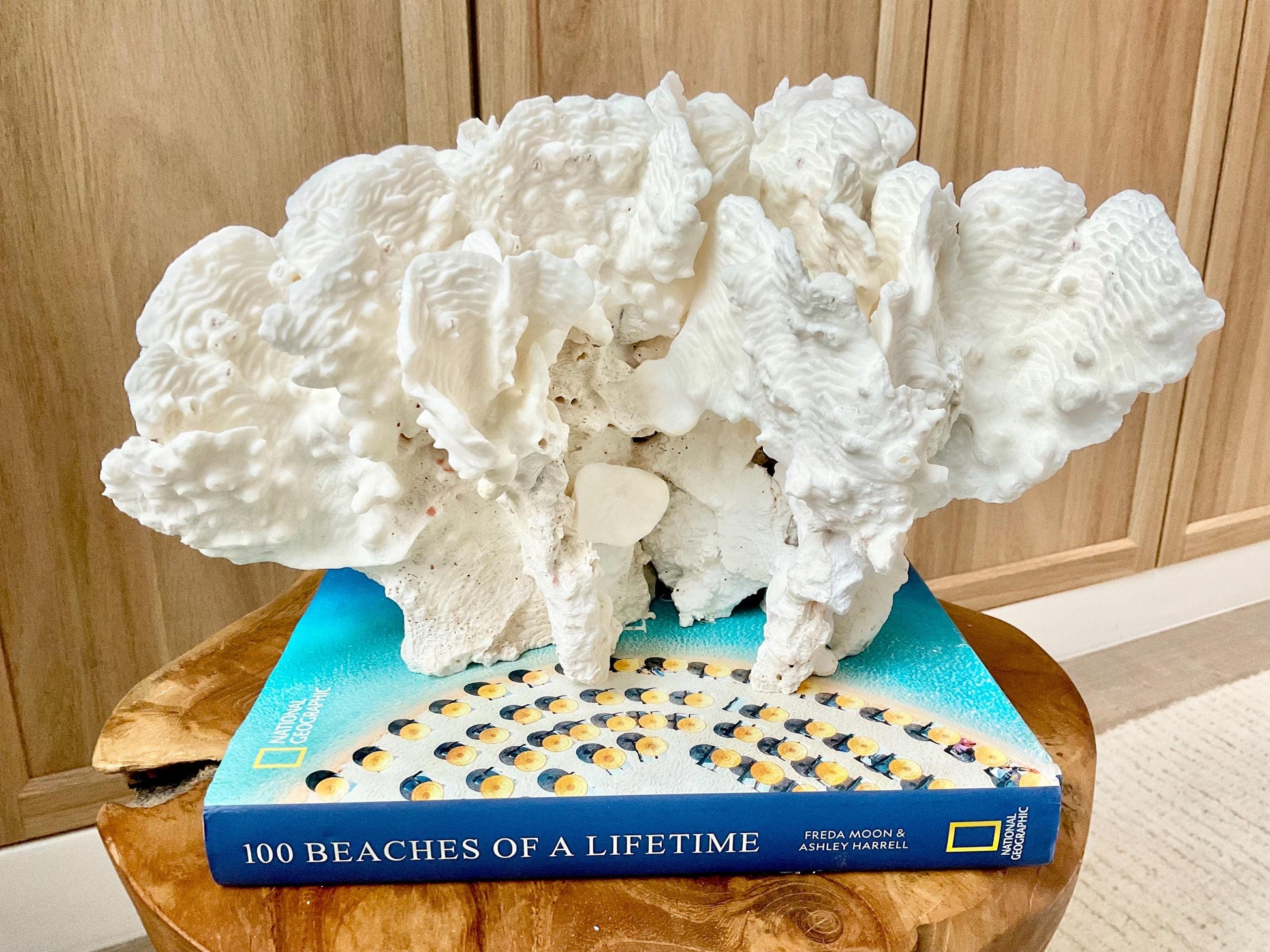 Spectacular 12.5" Natural RUGOSA CORAL Fossil Lucite Display Specimen Sculpture Ocean Art Decorative Coastal Beach Home Décor Wedding Gift