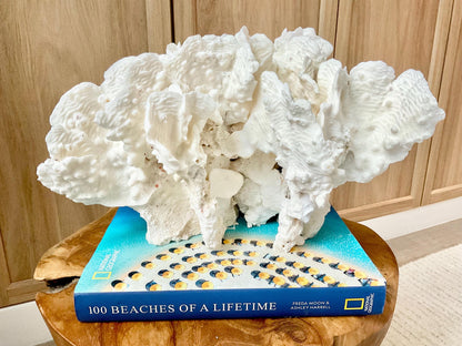 Spectacular 12.5" Natural RUGOSA CORAL Fossil Lucite Display Specimen Sculpture Ocean Art Decorative Coastal Beach Home Décor Wedding Gift