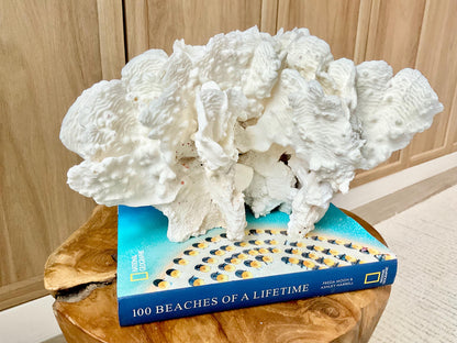 Spectacular 12.5" Natural RUGOSA CORAL Fossil Lucite Display Specimen Sculpture Ocean Art Decorative Coastal Beach Home Décor Wedding Gift