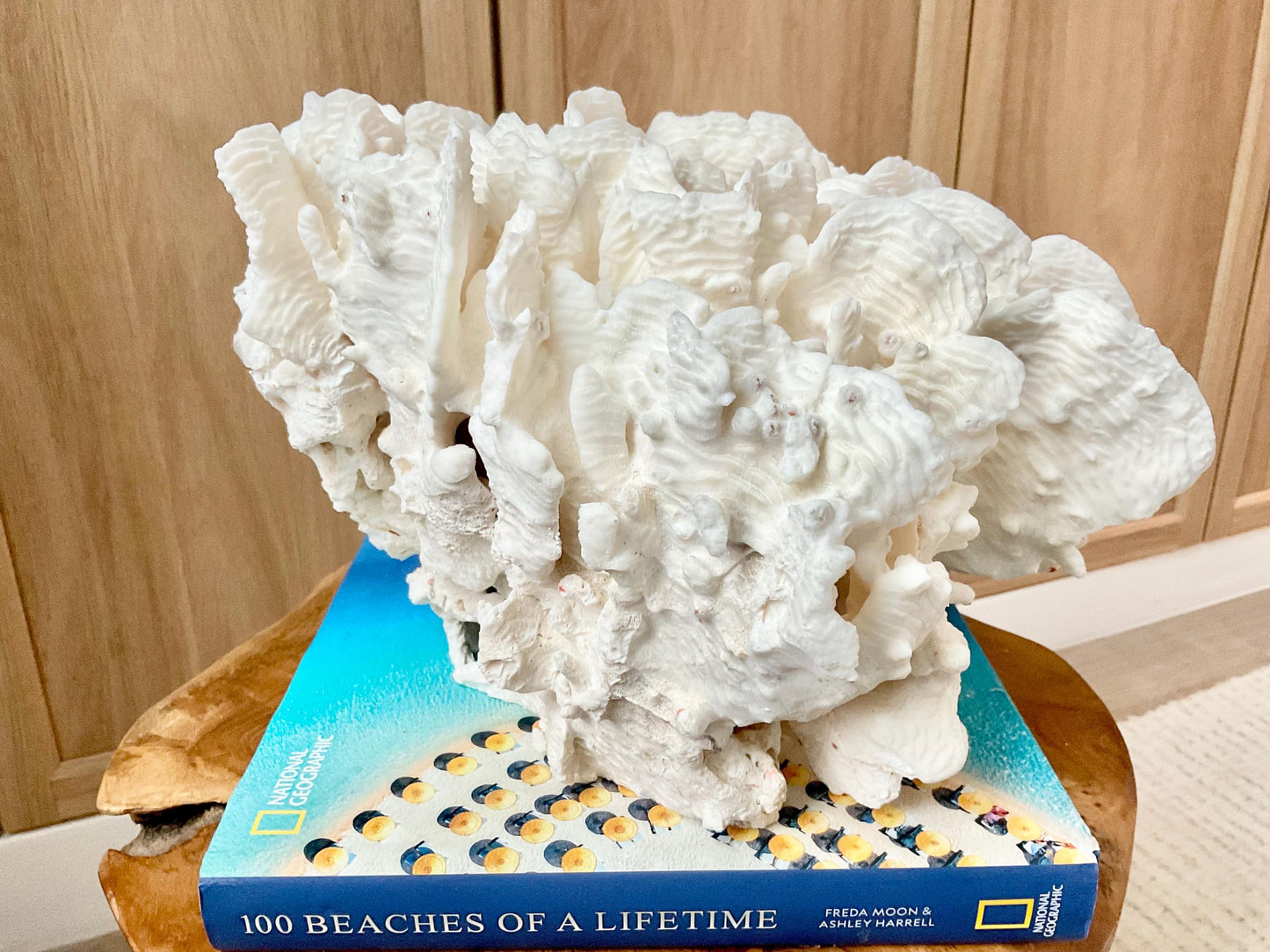Spectacular 12.5" Natural RUGOSA CORAL Fossil Lucite Display Specimen Sculpture Ocean Art Decorative Coastal Beach Home Décor Wedding Gift
