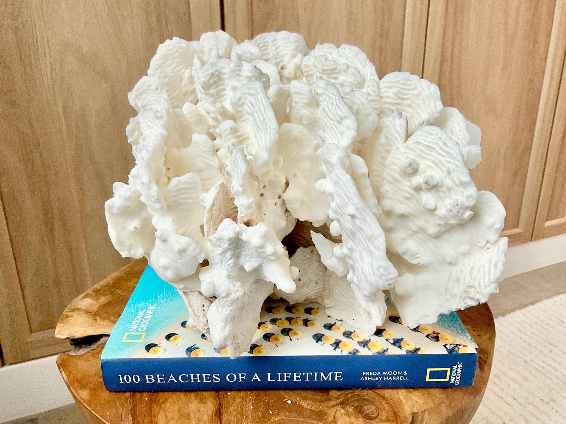 Spectacular 12.5" Natural RUGOSA CORAL Fossil Lucite Display Specimen Sculpture Ocean Art Decorative Coastal Beach Home Décor Wedding Gift