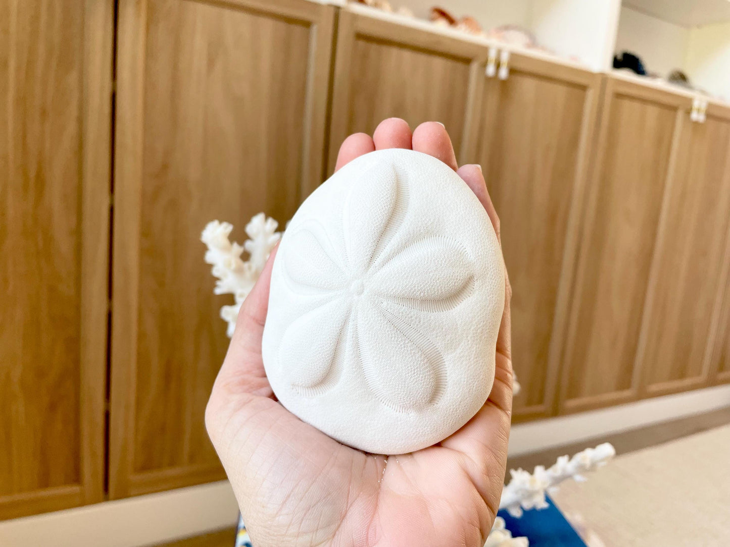 Sea Biscuit Puffy Sand Dollar 3.5-4" XL White