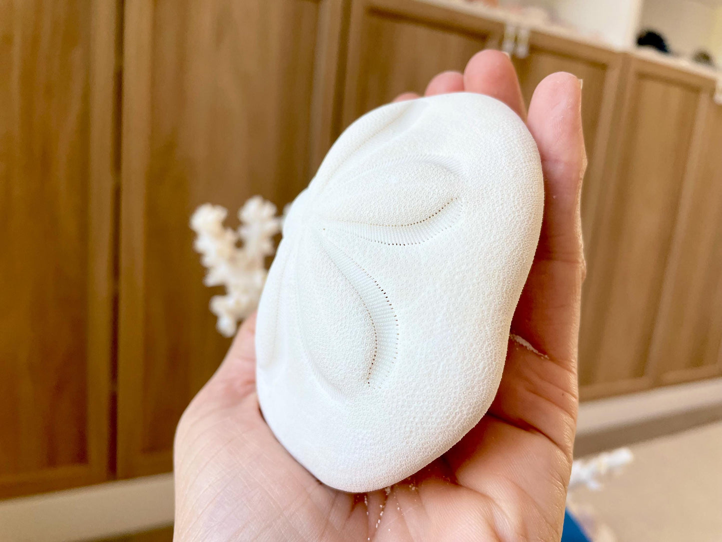 Sea Biscuit Puffy Sand Dollar 3.5-4" XL White