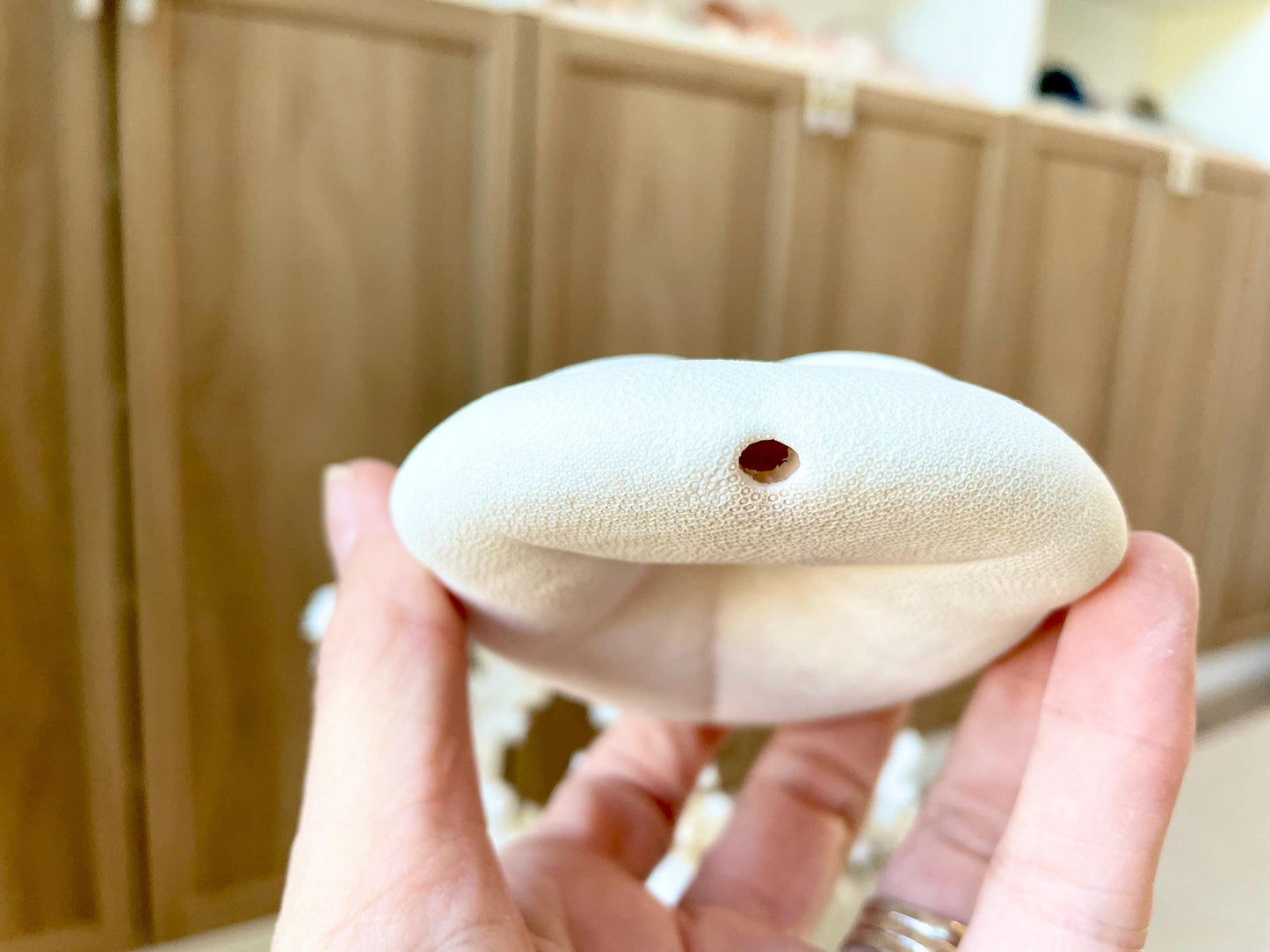 Sea Biscuit Puffy Sand Dollar 3.5-4" XL White