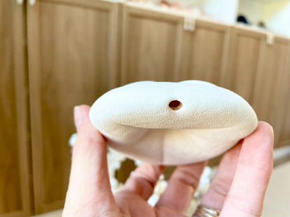 White Sea Biscuit Puffy Sand Dollar: 3-6" Size Of Your Choice