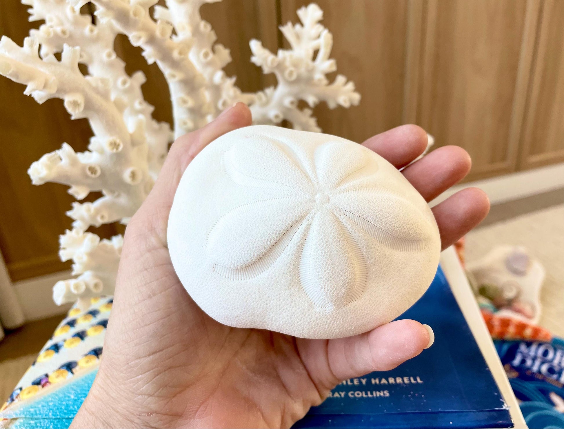 Sea Biscuit Puffy Sand Dollar 3.5-4" XL White