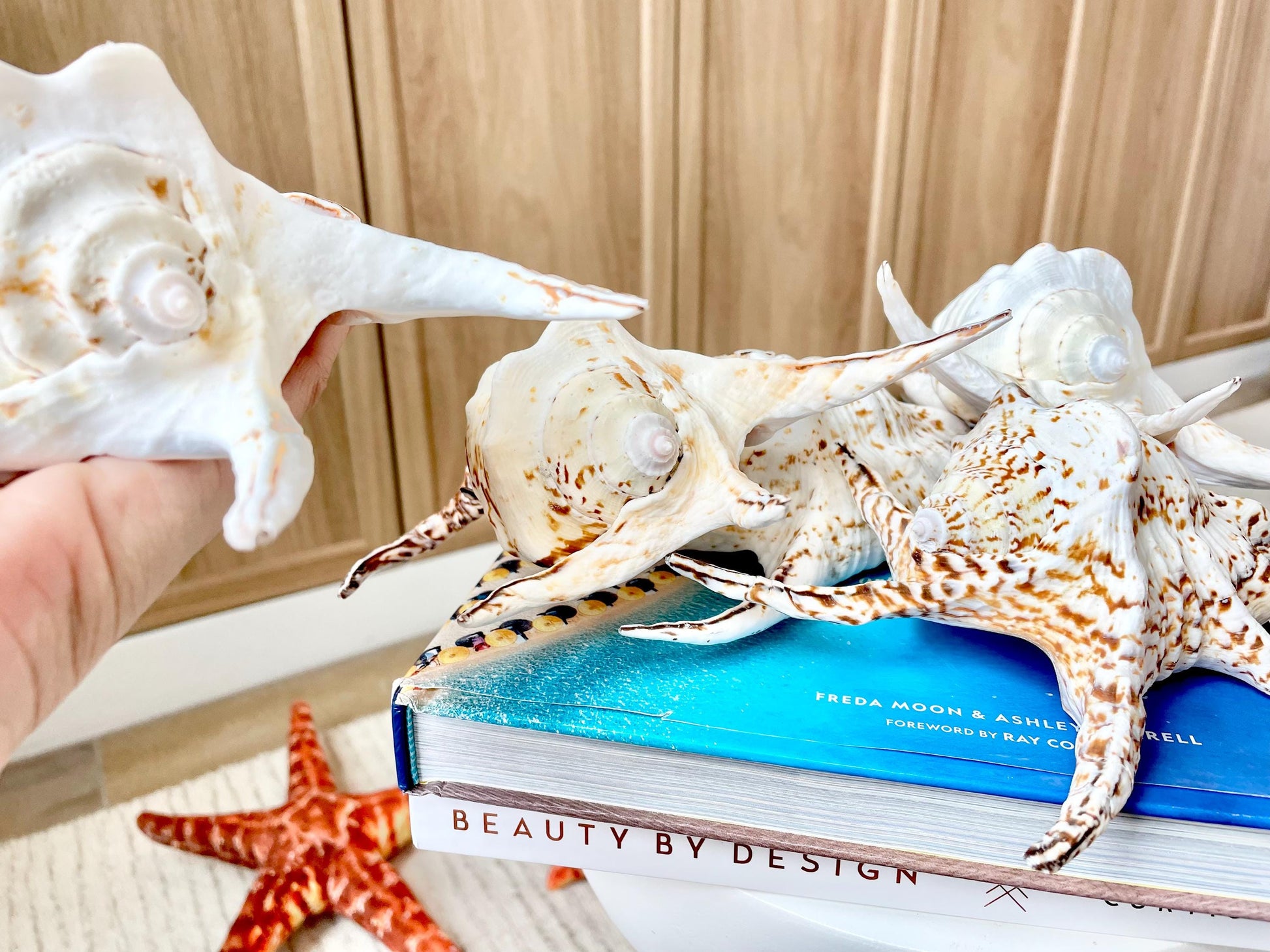 Chiragra Spider Conch Shell 8-9" Display Seashells, Harpago