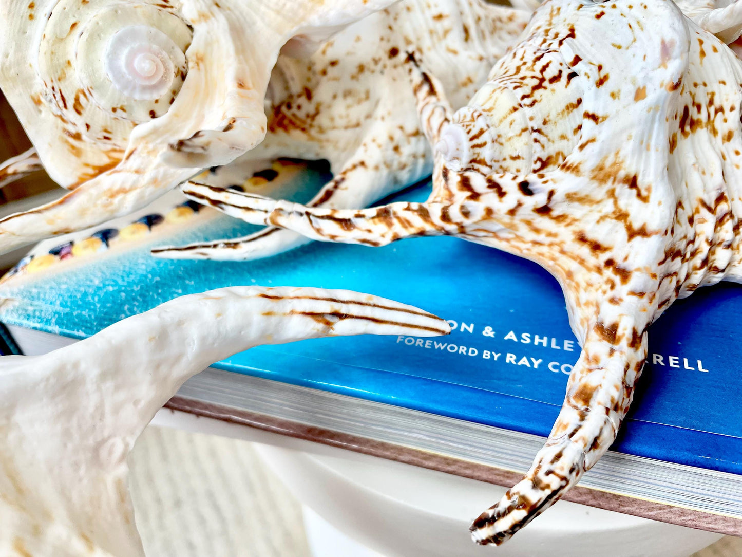 Chiragra Spider Conch Shell 8-9" Display Seashells, Harpago