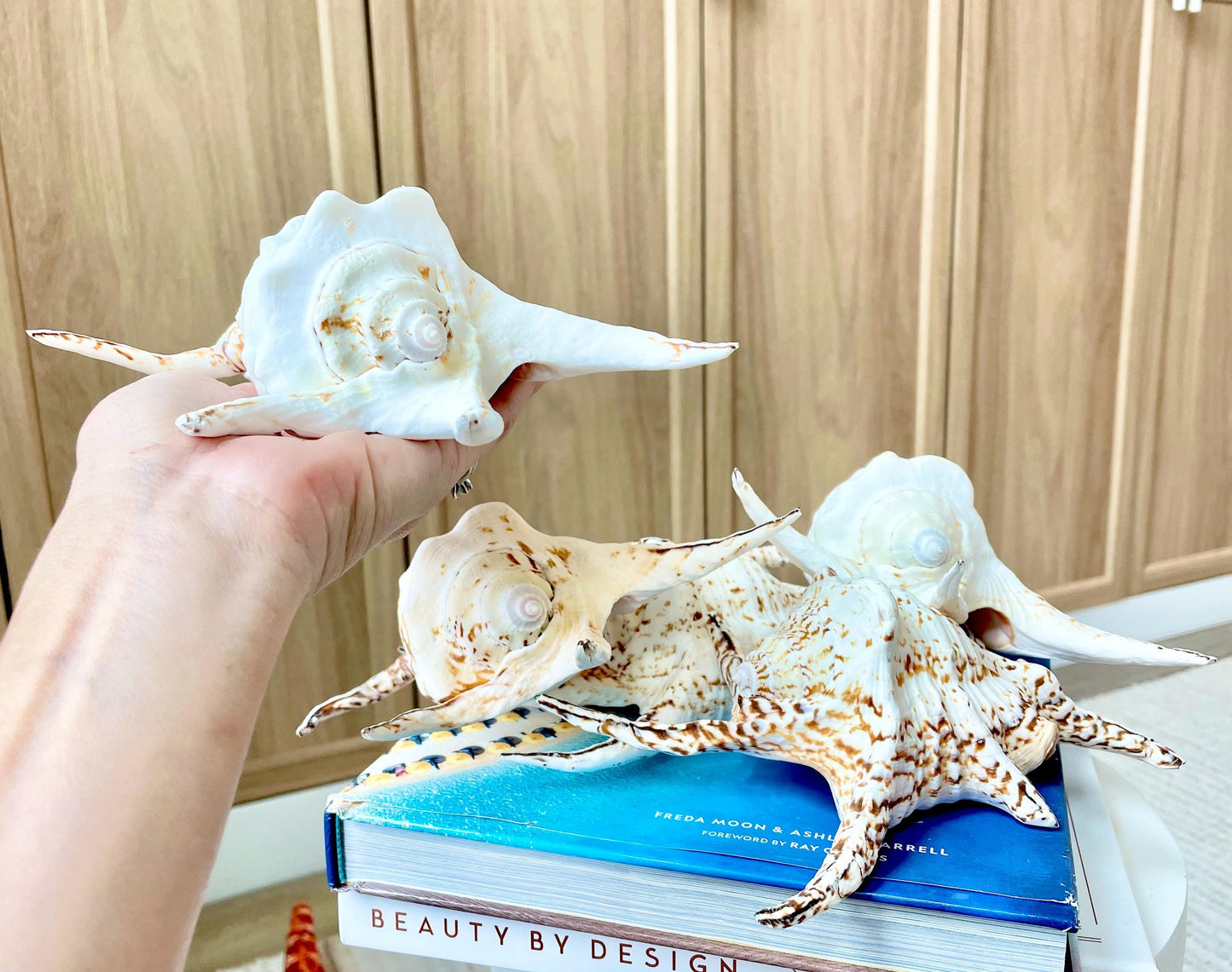 Chiragra Spider Conch Shell 8-9" Display Seashells, Harpago