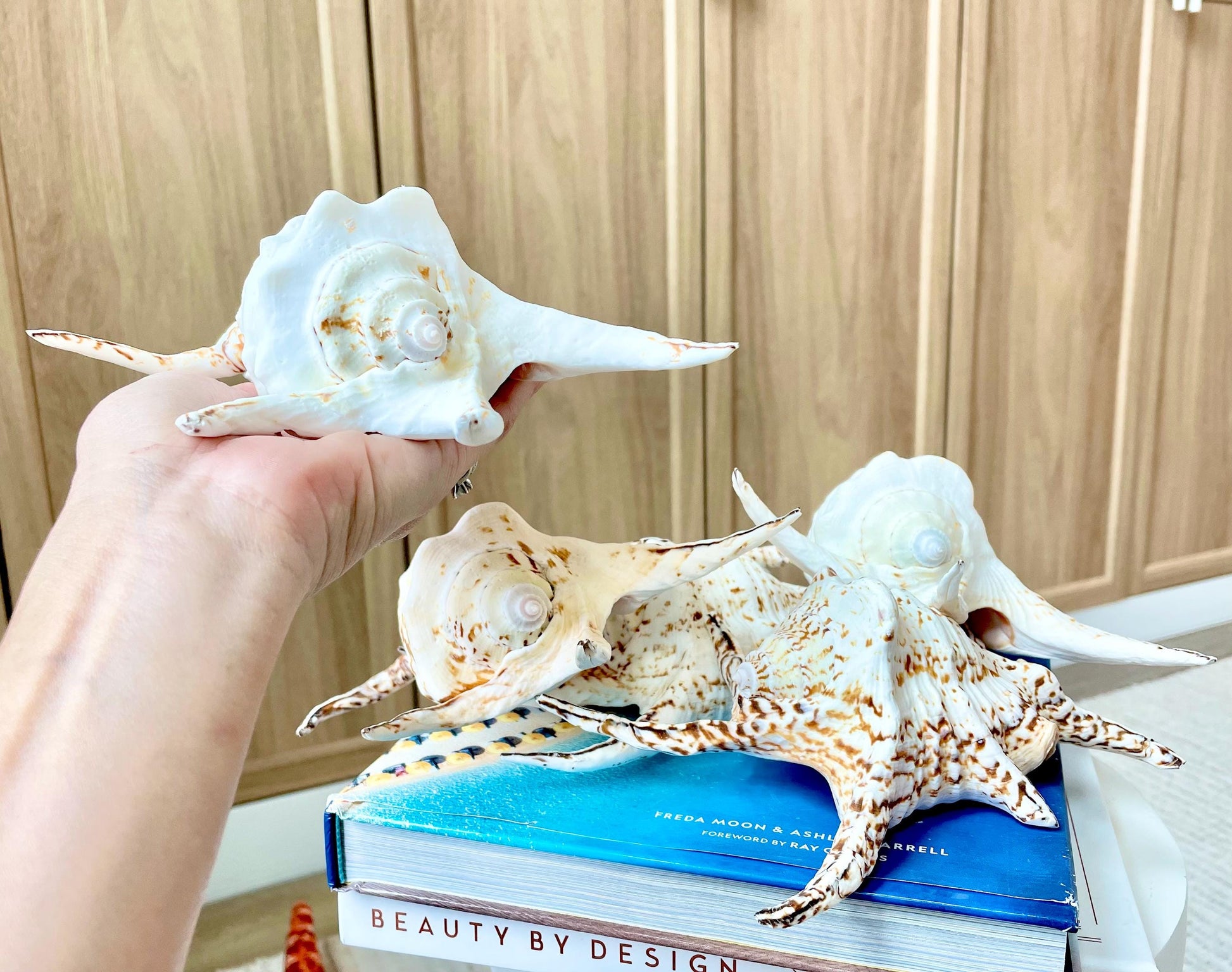 Chiragra Spider Conch Shell 8-9" Display Seashells, Harpago