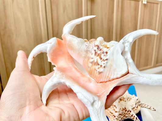 Chiragra Spider Conch Shell 8-9" Display Seashells, Harpago