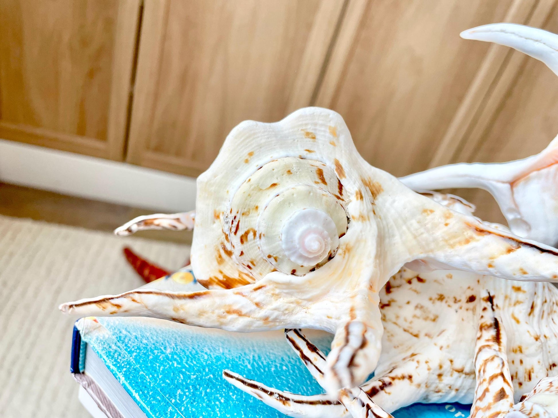 Chiragra Spider Conch Shell 8-9" Display Seashells, Harpago