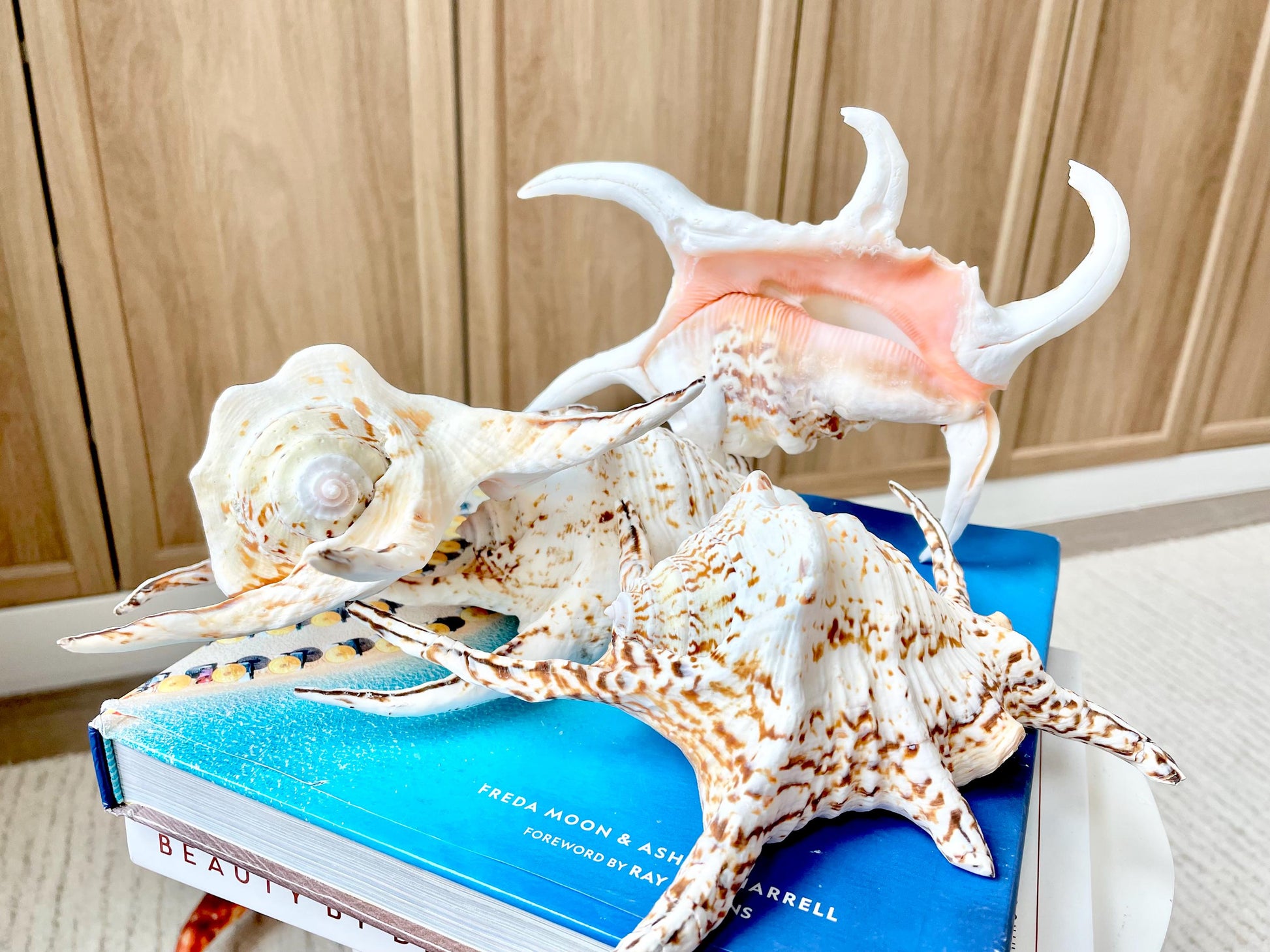 Chiragra Spider Conch Shell 8-9" Display Seashells, Harpago