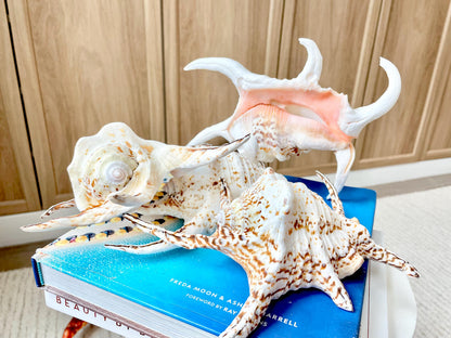 Chiragra Spider Conch Shell 8-9" Display Seashells, Harpago