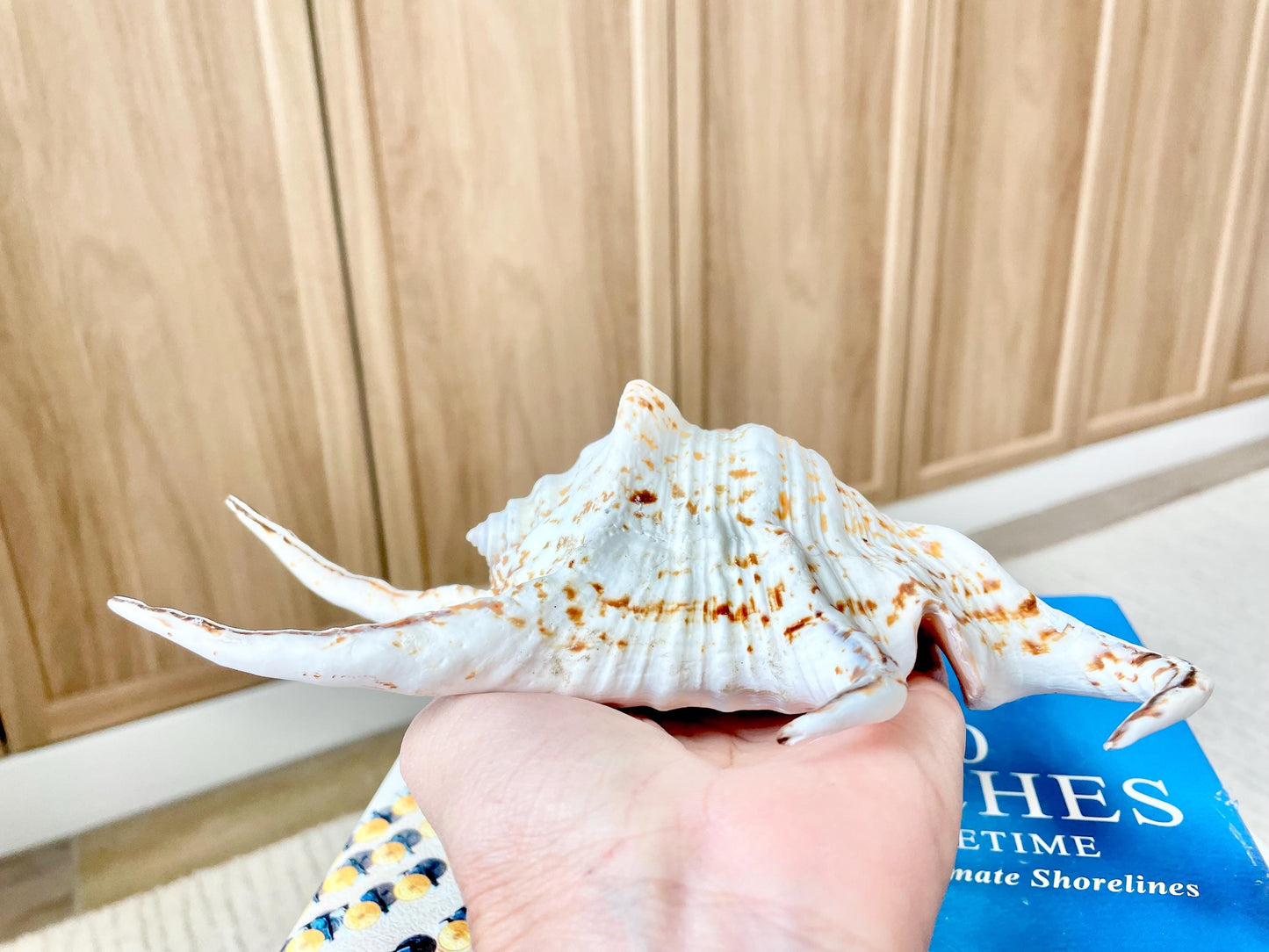 Chiragra Spider Conch Shell 8-9" Display Seashells, Harpago