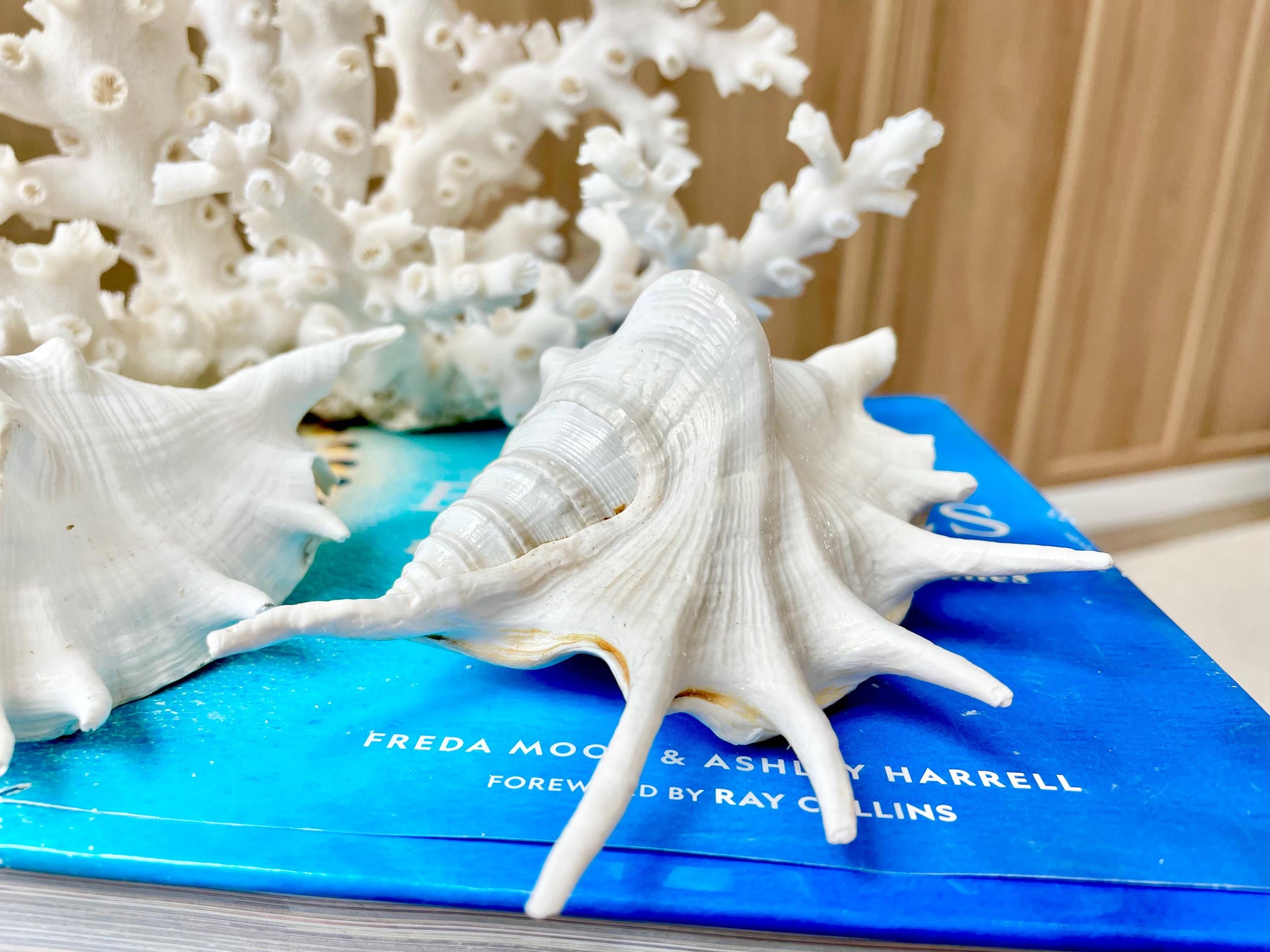 White Spider Lambis Shell *You Choose Size* Display Conch Seashells