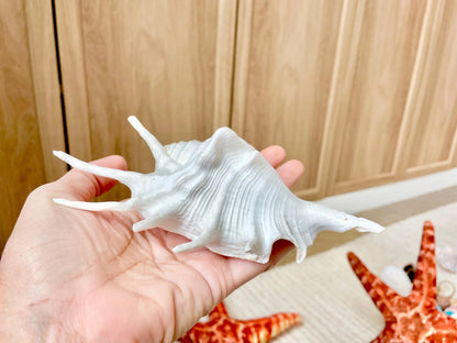 White Spider Lambis Shell *You Choose Size* Display Conch Seashells