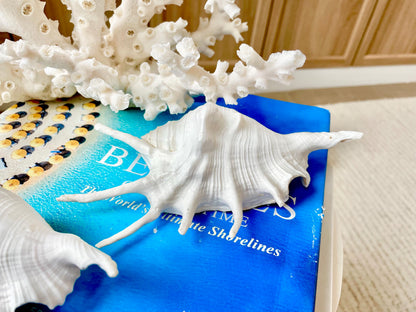 White Spider Lambis Shell *You Choose Size* Display Conch Seashells
