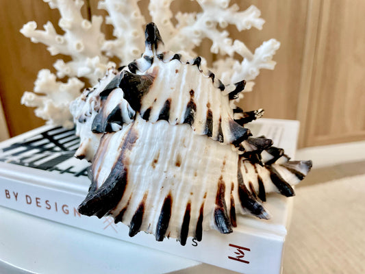 Black Murex Seashell *All Sizes* Coastal Home Décor Conch Shell