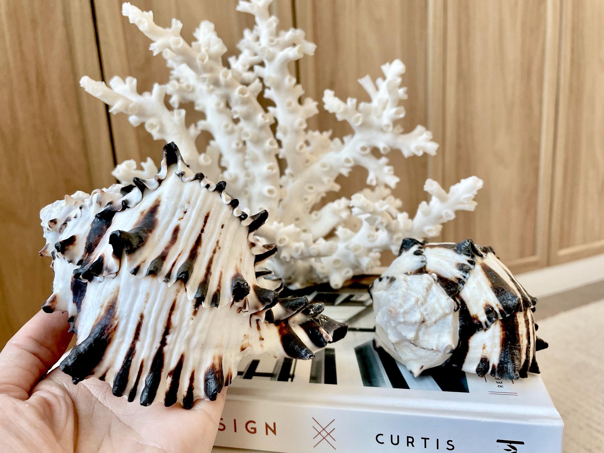 Black Murex Seashell *All Sizes* Coastal Home Décor Conch Shell