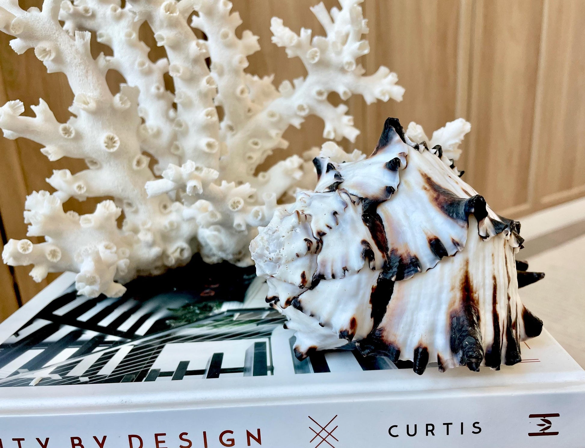 Black Murex Seashell *All Sizes* Coastal Home Décor Conch Shell