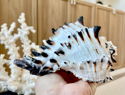 Black Murex Seashell *All Sizes* Coastal Home Décor Conch Shell