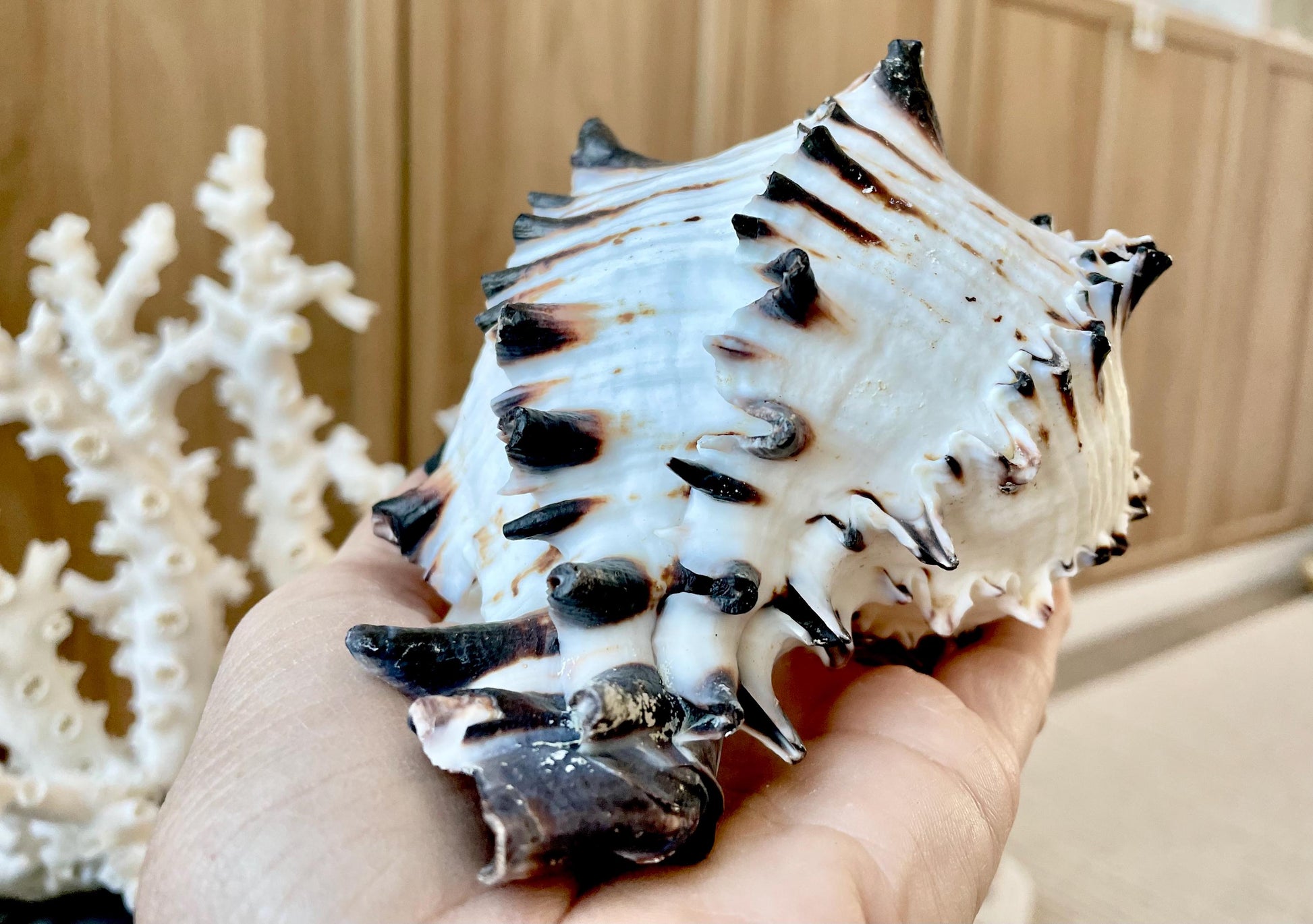 Black Murex Seashell *All Sizes* Coastal Home Décor Conch Shell