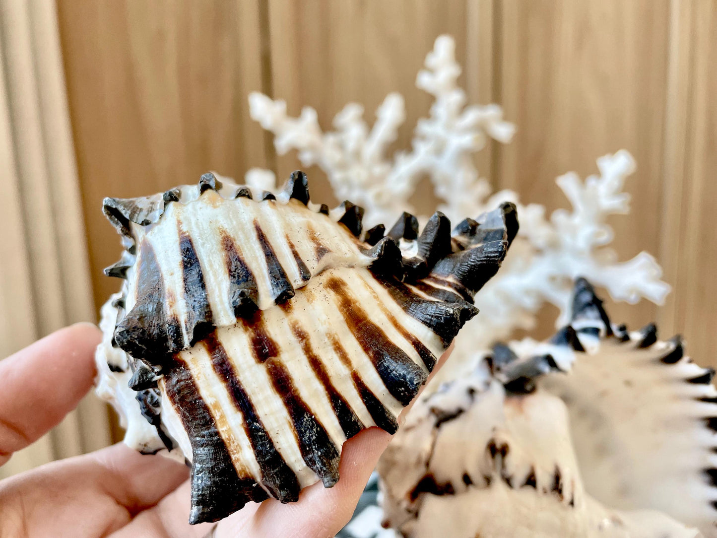 Black Murex Seashell *All Sizes* Coastal Home Décor Conch Shell